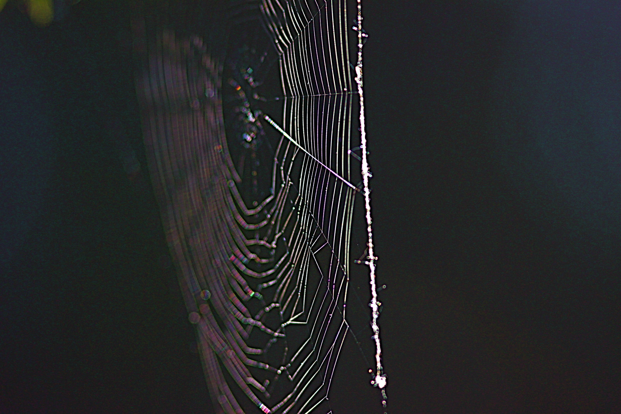 Can a spider web every get too big for its creator?