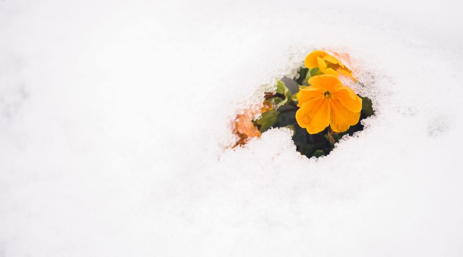 Bright yellow flowers peek out through some snow. What have they been up to?