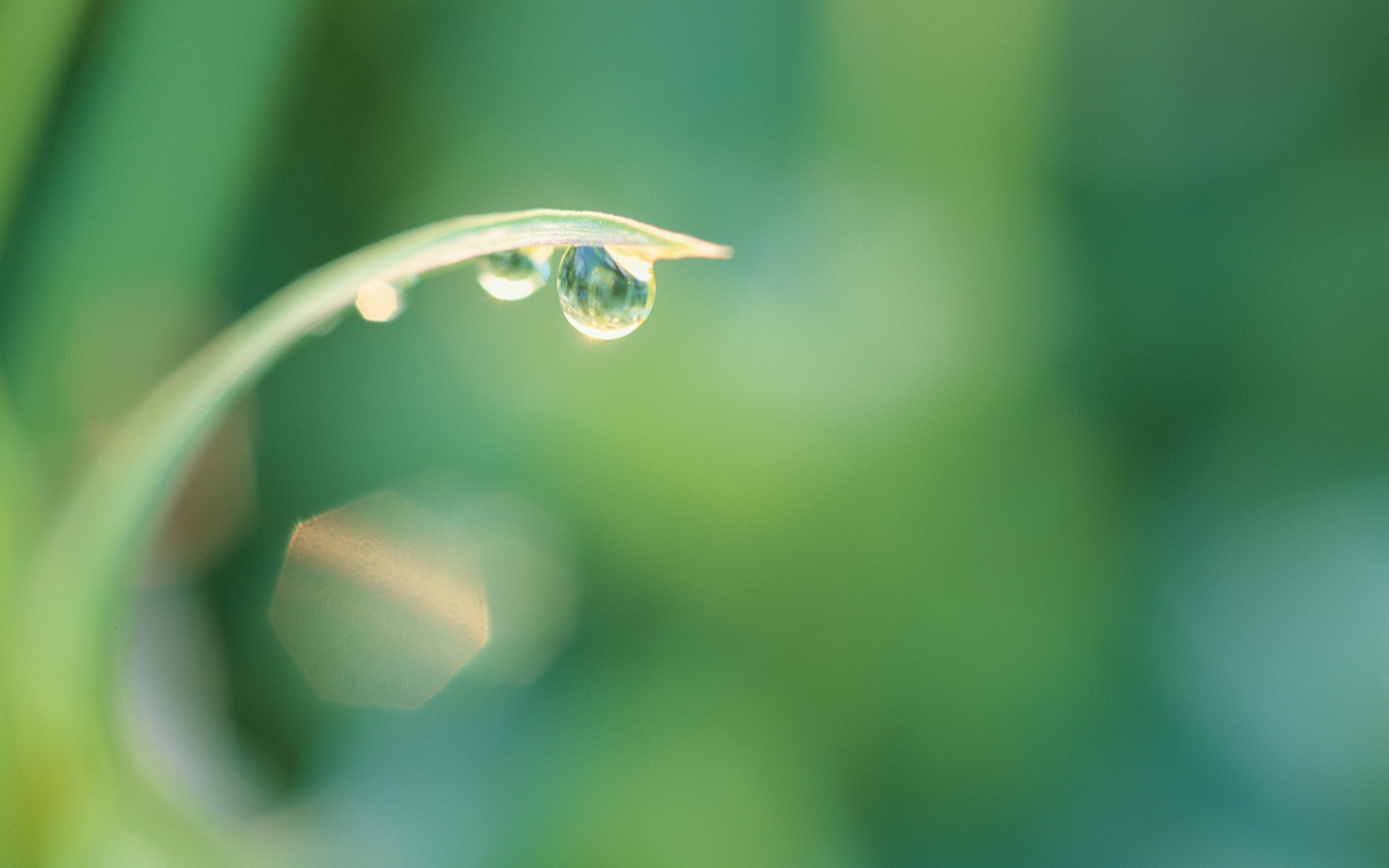 Bead of dew hangs from a single blade of grass. I wonder how long it will stay there.