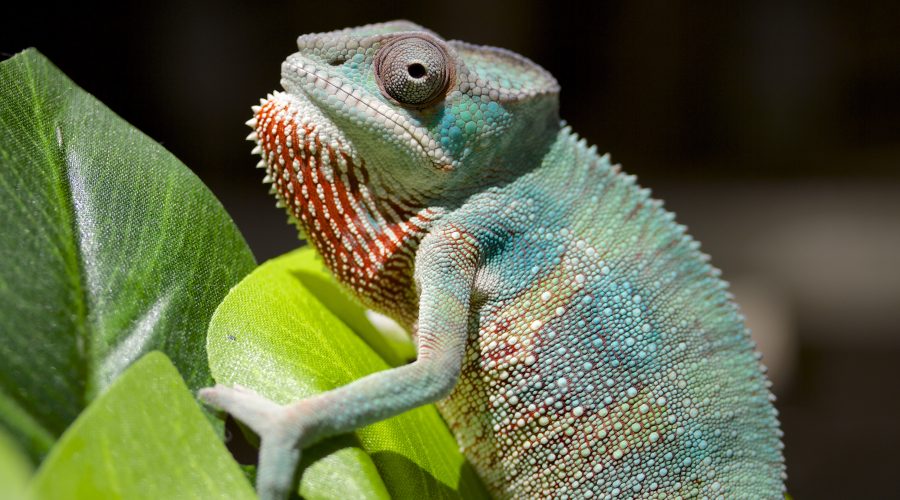 A chameleon—or is it a student?—asks how it might help us.