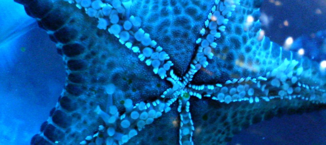 starfish, viewed from below at close range, with false color to make it appear light blue