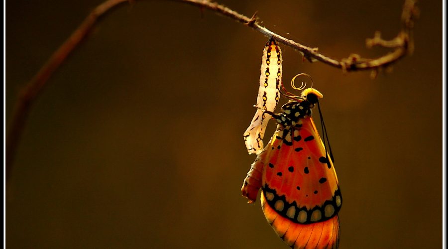 Butterfly clings to empty chrysalis that glows in the evening sun.