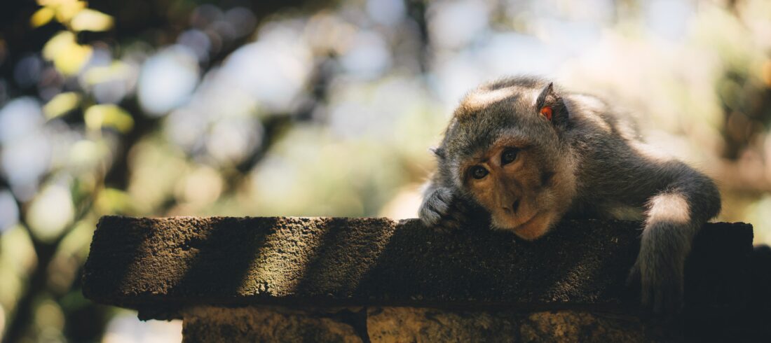 This monkey must be grading papers. He looks bored enough.