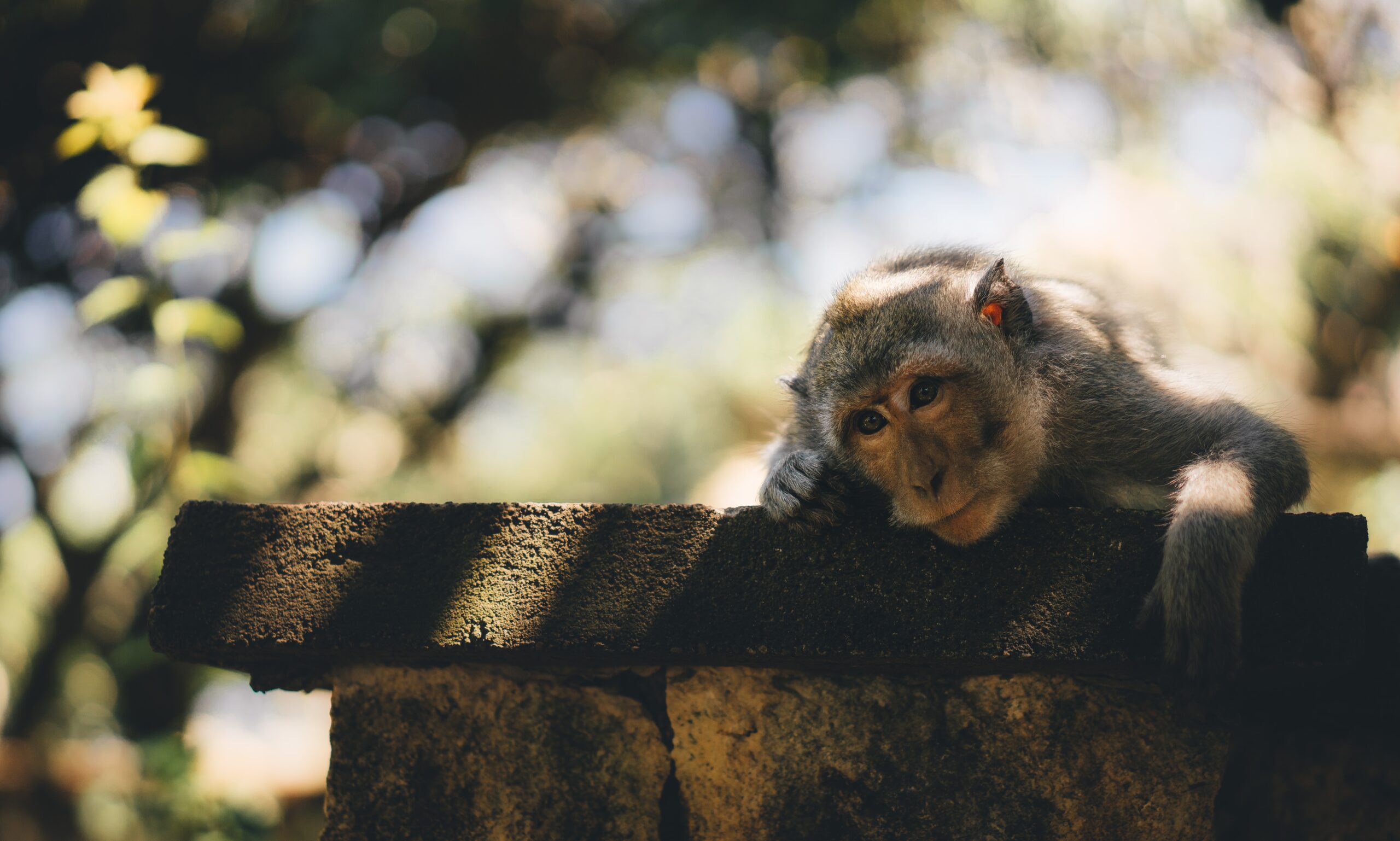 This monkey must be grading papers. He looks bored enough.