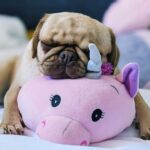 An adorable, wrinkly dog rests atop an adorable, pink plush unicorn, being adorable. But can we tell (and respond with empathy to) what the dog feels?
