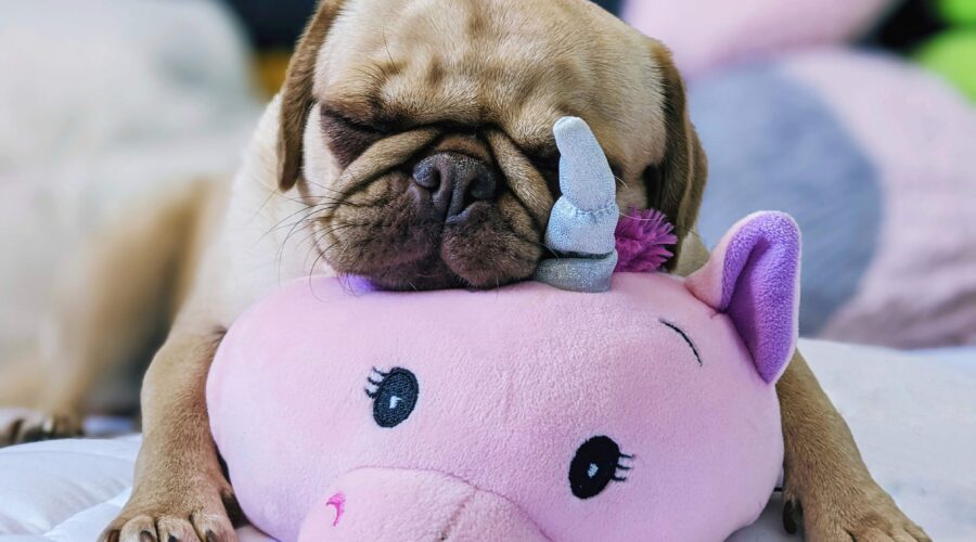 An adorable, wrinkly dog rests atop an adorable, pink plush unicorn, being adorable. But can we tell (and respond with empathy to) what the dog feels?